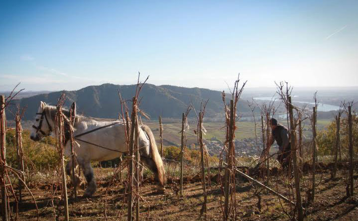 <p>Photo of the Domaine De Gouye vineyard in the Rhone Valley of France showing a horse pulling a till</p>
